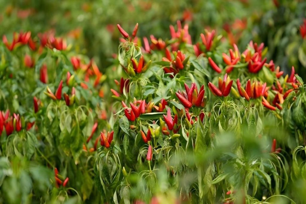 paprika raw material